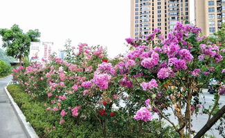 紫薇花的品种大盘点