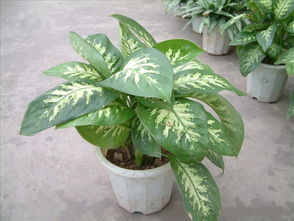 杀菌消毒， 不嫩少