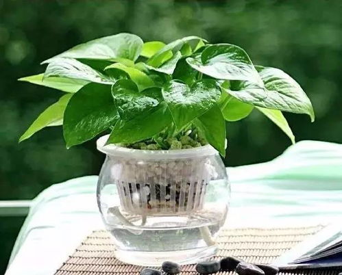 白鹤芋为什么喜欢它？光照充足