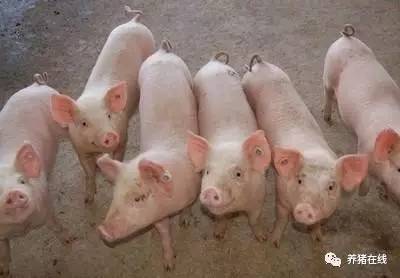 仔猪初生重低，营养、激素与子宫环境有何奥秘？
