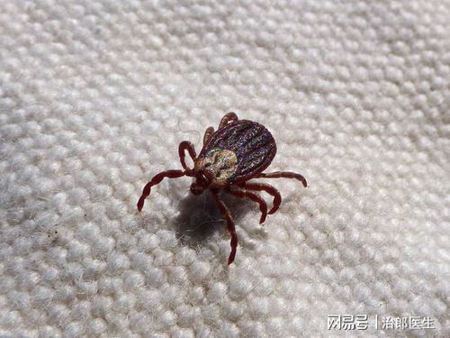 红花里长虫子，如何高效除虫