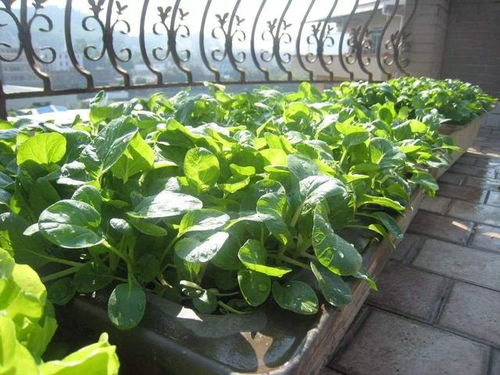 新手种植， 选对蔬菜是关键