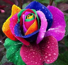 玫瑰花瓣层层叠叠，花香四溢