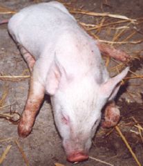 猪病防治难，源于养殖环境与生物安全