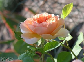 外观特点：两朵花，一样的美丽