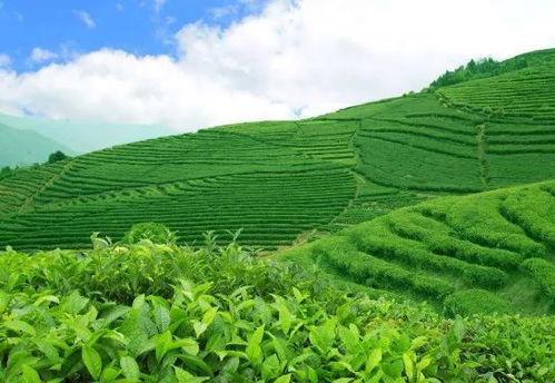 避毒措施， 茶园的保护伞