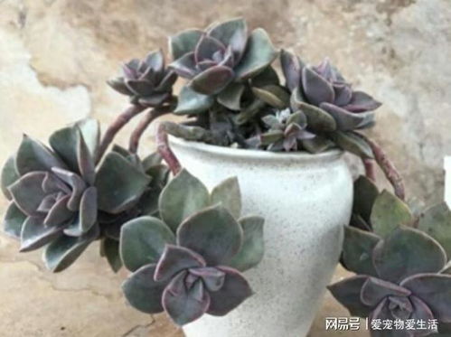 徒长多肉变老桩，如何拆分为双桩