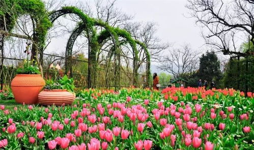 花坛里的色彩盛宴