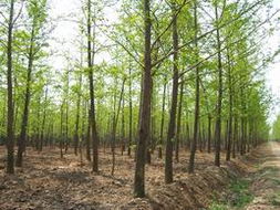 银杏树：老树新花， 耐寒耐旱，生命力顽强