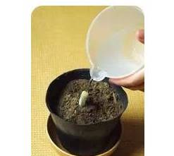 翠兰每隔几天需要浇一次水，保持土壤微湿