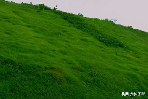 寻找耐寒又耐踩的草坪， 我变成了行走的问号