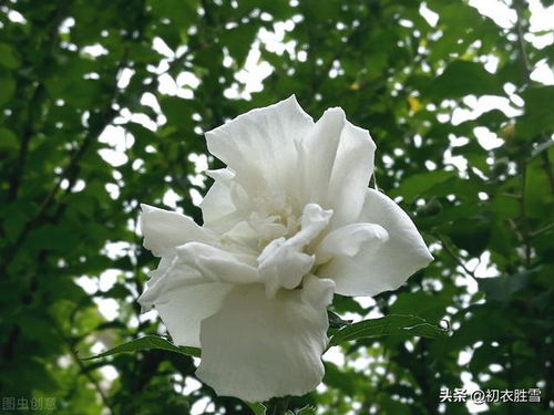 白色木槿花，纯洁无瑕