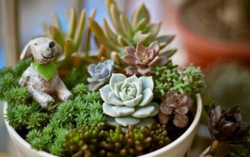 养护多肉的心态至关重要