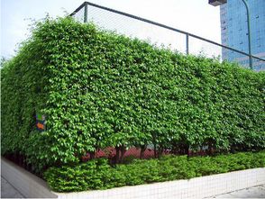 其他防辐射植物