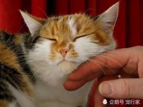 对猫咪有毒害作用的植物有：郁金香、 百合、芦荟等