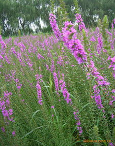 千屈菜：水中仙子