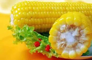 沈爆1号：珍珠型爆裂玉米新秀