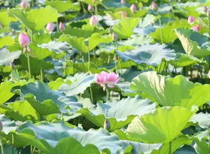 池塘里的荷花开得旺不旺,关键堪这招!