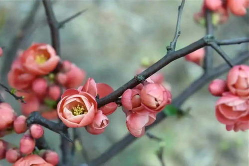 水中花，为何绽放不久