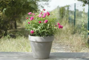 月季矮化栽培， 让月季既矮又壮，生长旺盛的秘诀