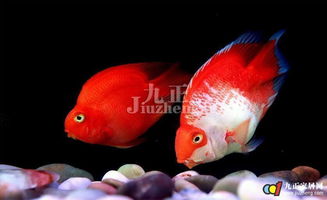 哪个品牌的鹦鹉鱼饲料营养均衡，促进健康成长，口碑评价如何？