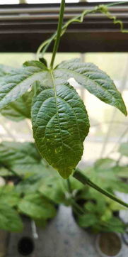 百香果叶子， 揭开神秘面纱