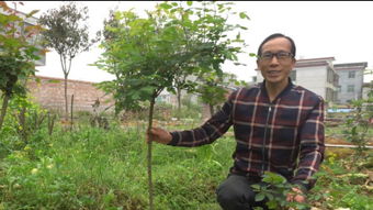 月季嫁接，简单又好玩！