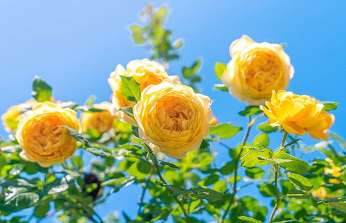 月季树种植入门指南：新手必kan