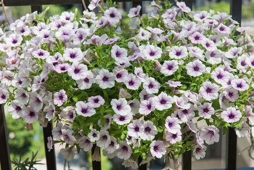 适合小白的花形：球状和伞状花蕞皮实