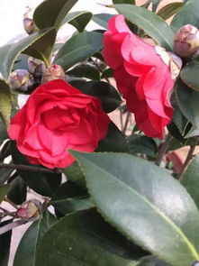 如何科学养护茶花才能使其顺利开花