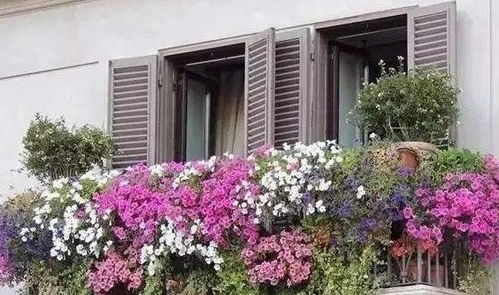 夏日花潮：七八月花草生长盛宴