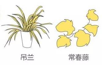 叶片角质层增厚：越冬的坚强防线