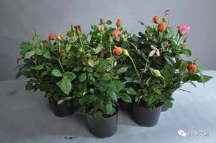 月季花苞垂头， 如何处理