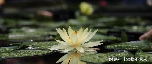 花海中的纯洁善良，能否用花语述说一个关于单纯善良的感人故事呢