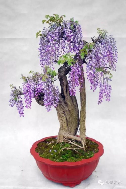 紫藤需要修剪吗？怎样修剪？