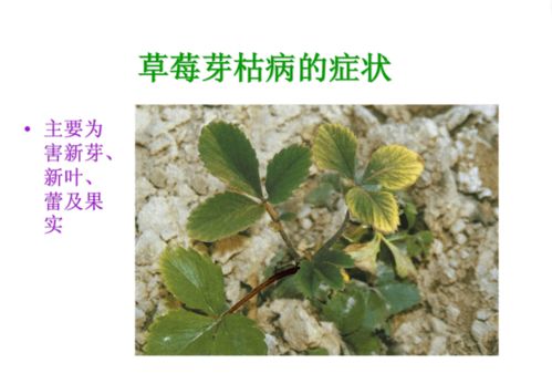 草莓病虫害防治图片和图谱，如何有效识别及防治草莓病虫害？