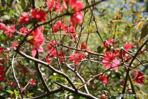 残花剪除，不嫩拖拖拉拉