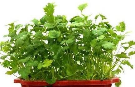 汉斯沙拉菜：苦味小， 种植周期短