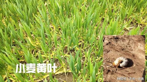 改变病虫害生活环境
