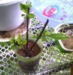 绣球花最佳扦插期及“死人花”之谜，爆款花卉必看！