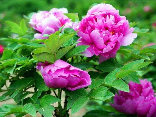 牡丹花：耐寒又美观， 北方小院的地栽佳选