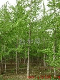 银杏树嫁接后需要几年才能结果？见效时间具体是多久