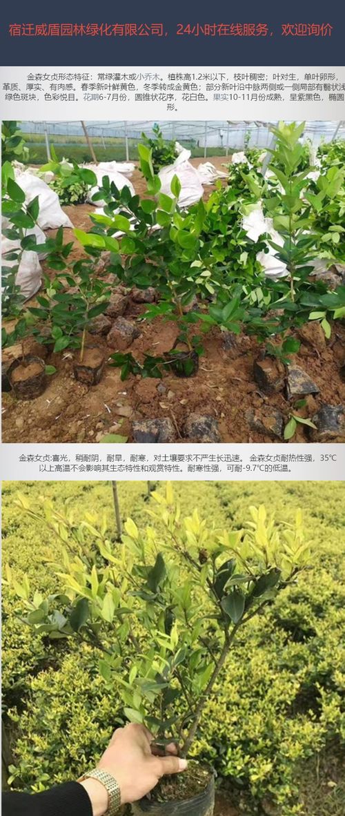 春天绿篱种植，养护那些小秘诀，让你绿篱生机盎然！