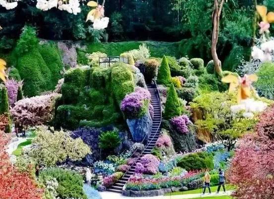 冬青， 绿色的守护者