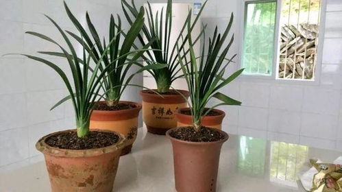 浇水注意事项：保持土壤湿润