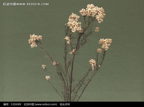 花草树木的世界