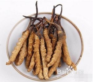 虫草多少钱一根？如何挑选性价比高的虫草