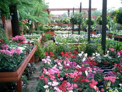 郁金香：春天的色彩