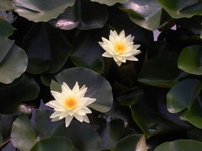 黄睡莲：阳光明媚，活力四射