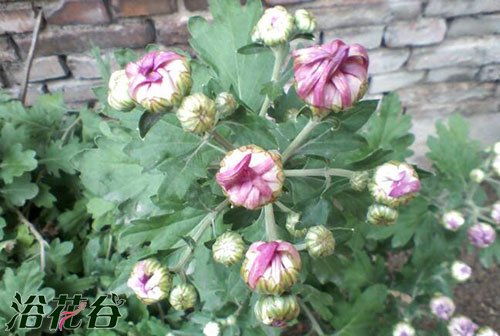 菊花枯萎了是浇水过多还是病虫害